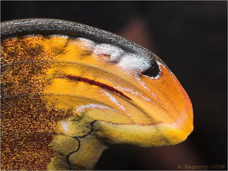 макро, фото, князь, тьмы, бабочка, атлас, attacus, atlas, павлиноглазка, saturniidae Князь тьмыphoto preview