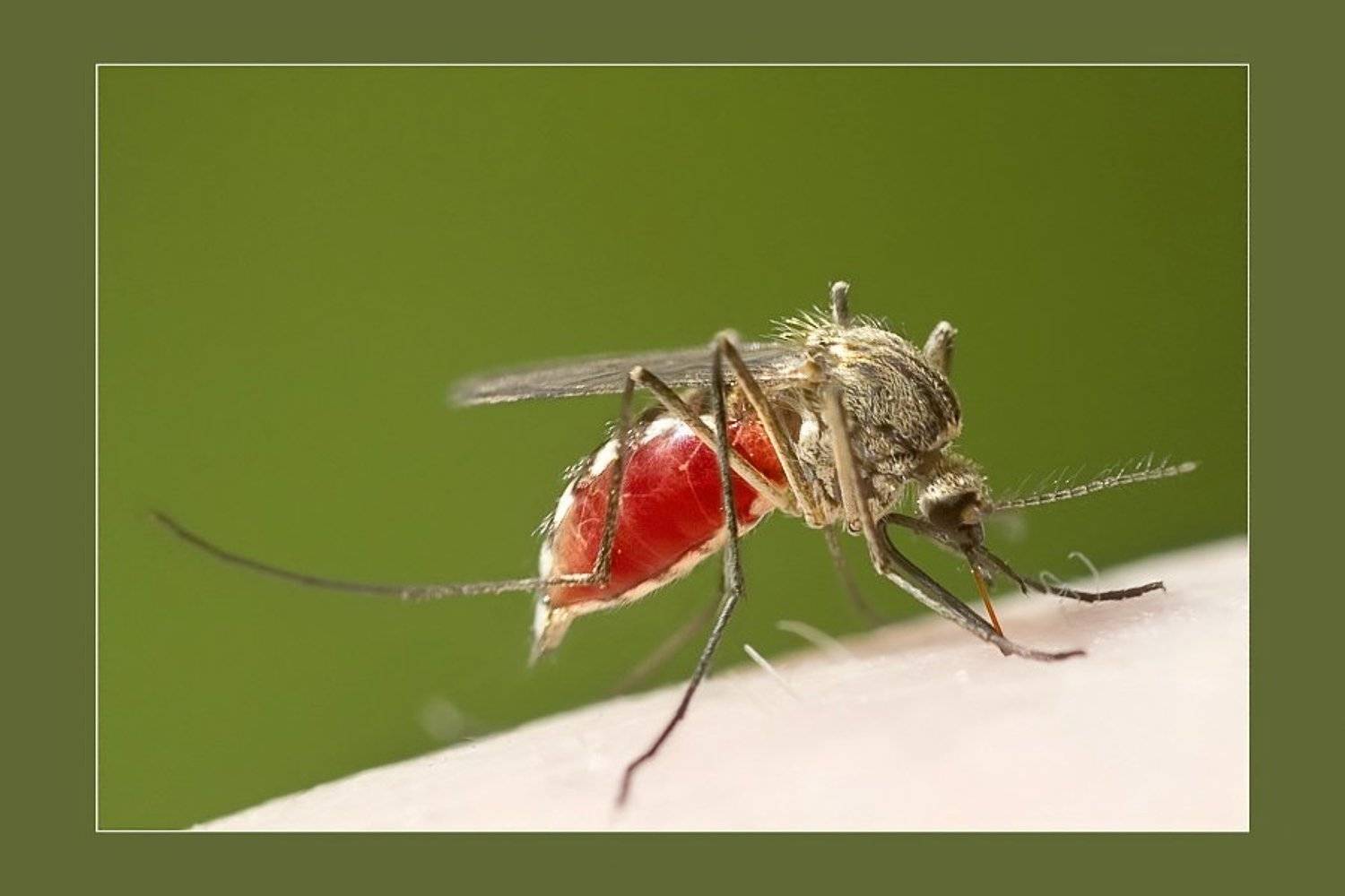 , Михаил Курцев