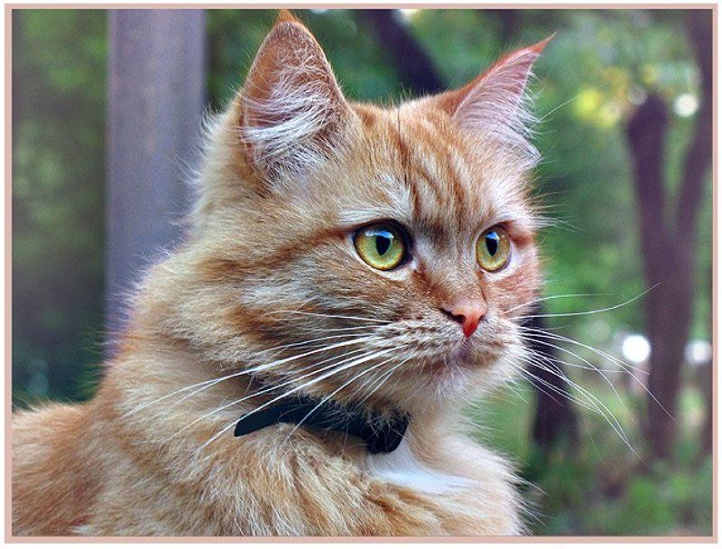 кот, рыжий аристократ из 3 подъездаphoto preview