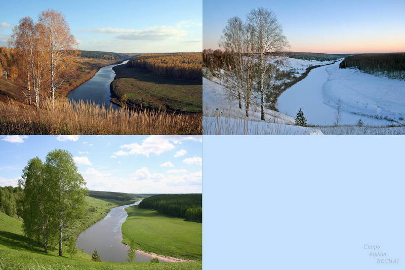 березы ВСЕ познается в сравненииphoto preview