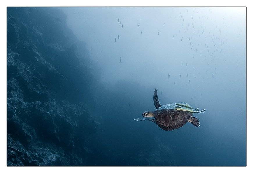 Вираж. Автор: Torchuck филиппины, бохол, панглао, баликасаг, черепаха, Torchuck