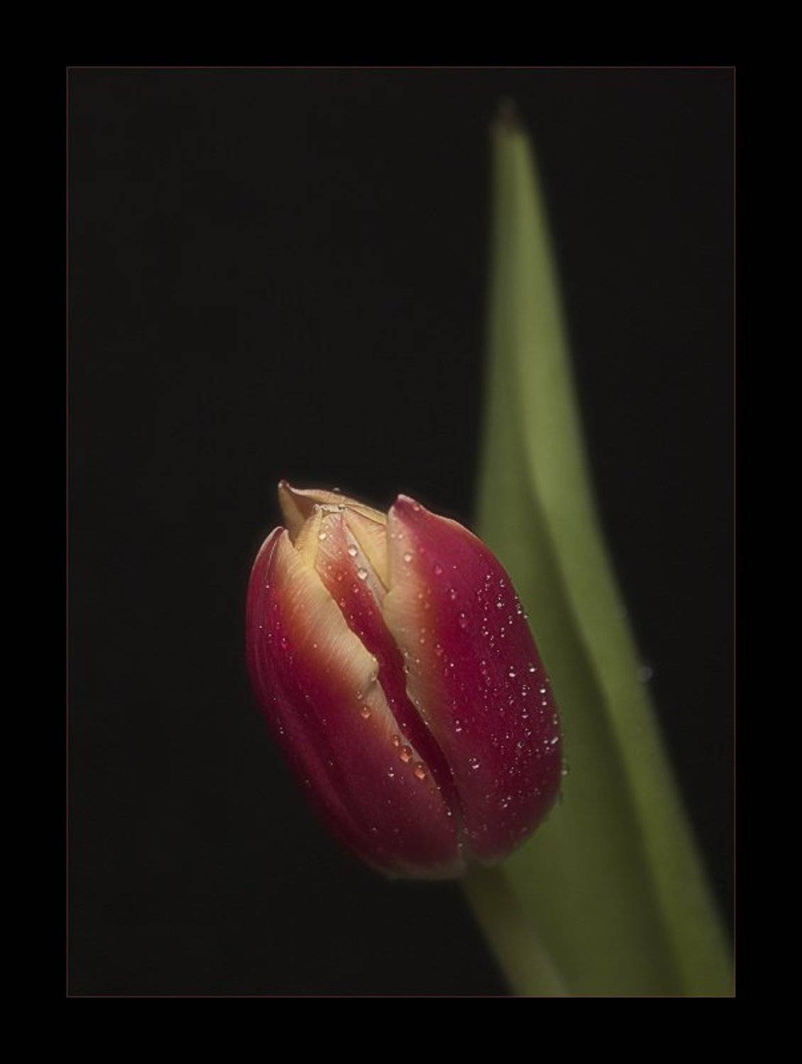 Цветочная серия (5). Автор: Павел М. Цветков , Павел М. Цветков