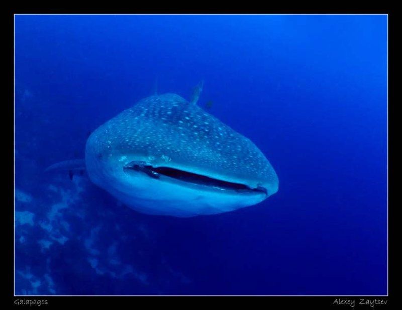 зайцев, китовая акула, галапагосы Китовая акулаphoto preview
