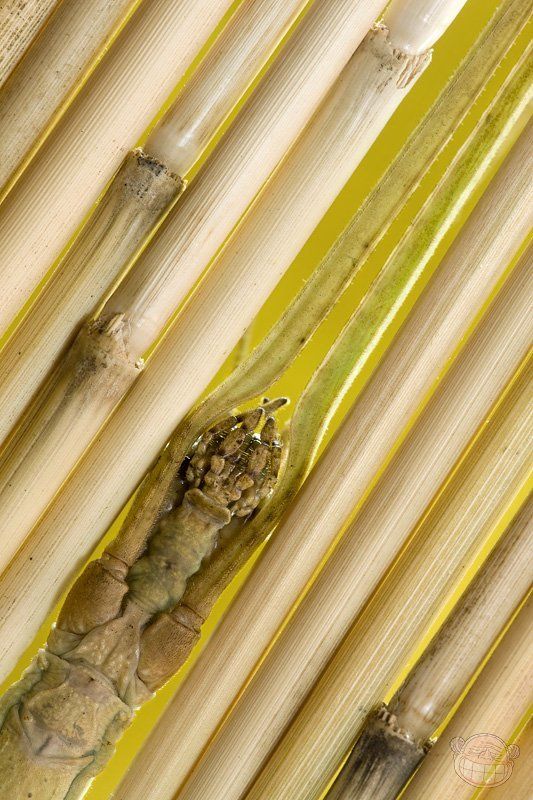 палочник, макро Игра в пряткиphoto preview