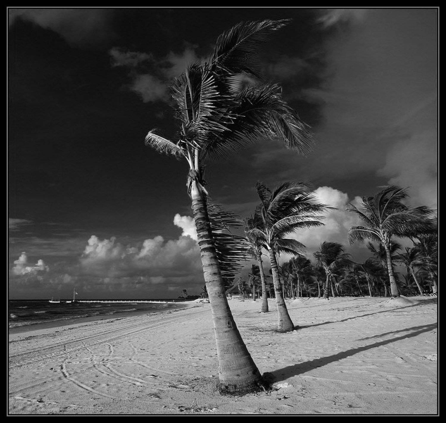 Танцуюшие пальмы. Автор: Yurma , Yurma