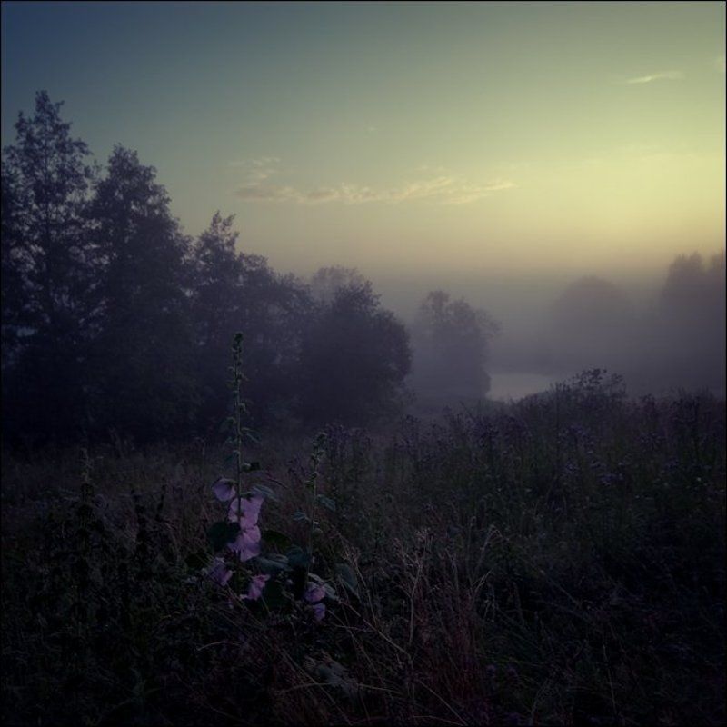 Летняя рассветная квадратная цветная картинка с фиолетовыми цветами над речкой в Кузнецовоphoto preview