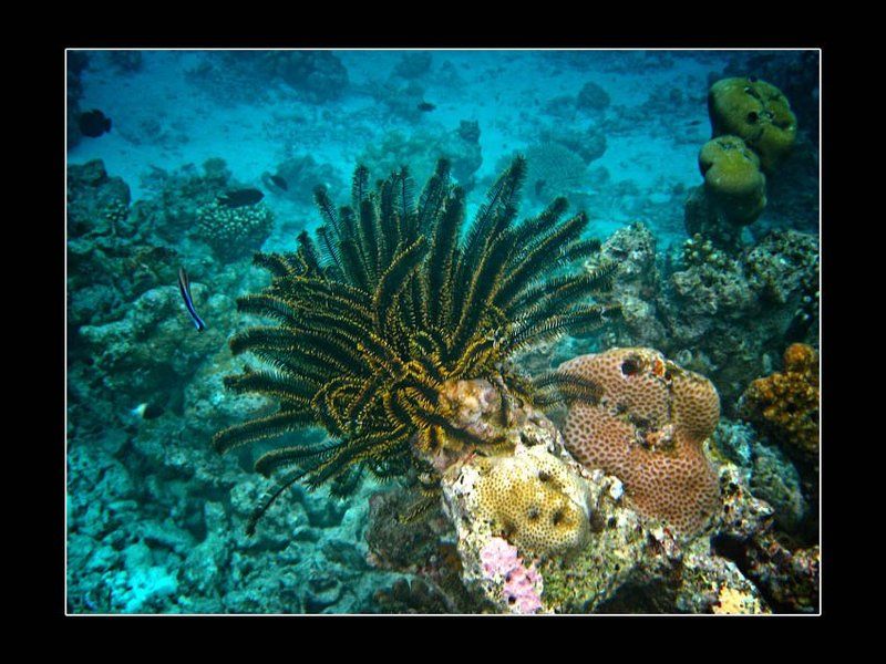 Лилияphoto preview