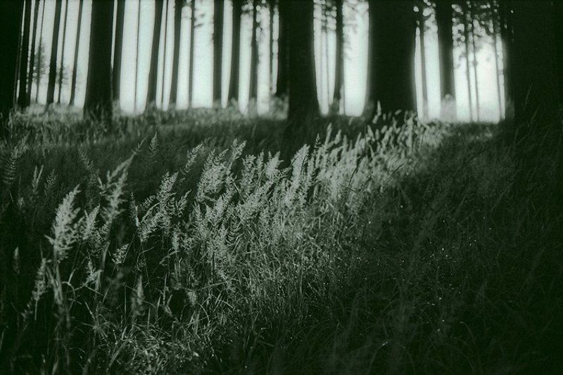 2009, forest, morning, shadow, tree, дерево, лес, пленка, рассвет, стволы, стебли, тень, трава, утро, чб восходphoto preview