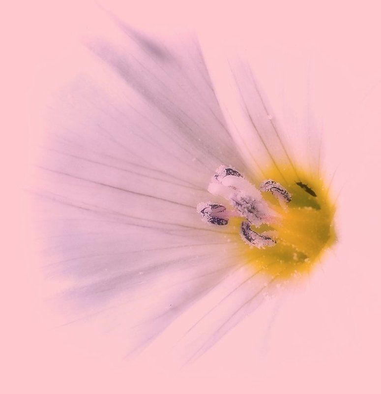 золотая рыбка в розовом мореphoto preview