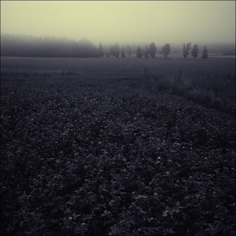 Желтоватая чб квадратная картинка с деревьями за клевером утром в Алексеевскомphoto preview