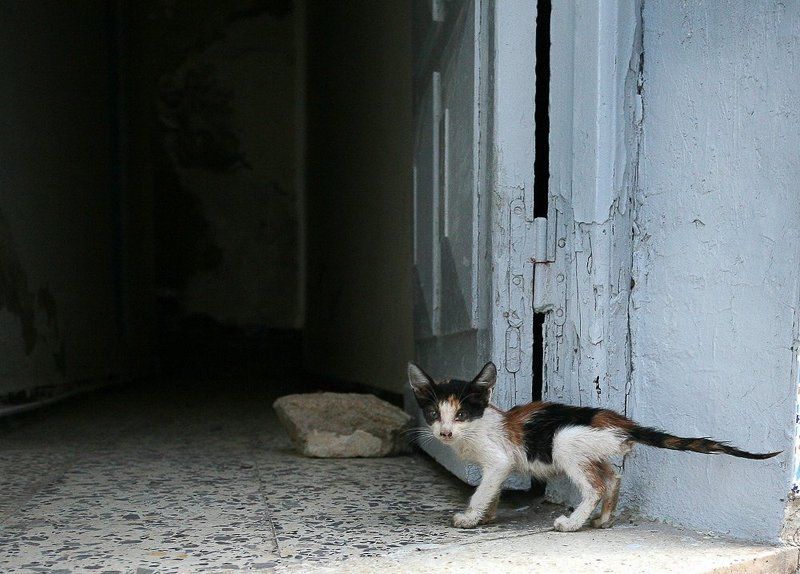 кошачья жизнь 2photo preview