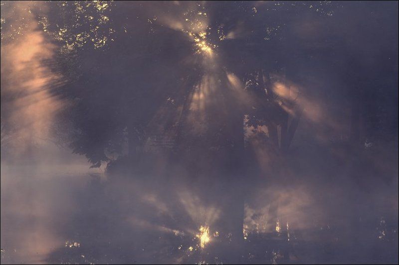 Утренняя летняя картинка со светом солнца в ветвях кустов на островке в пруду в Середниковоphoto preview