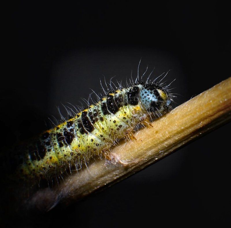 блондинка,макро,природа,гусеница голубоглазая блондинкаphoto preview