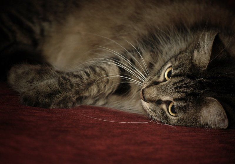 кот ***photo preview