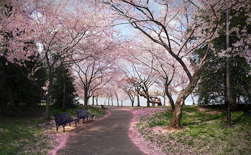 Вишнёвый вальсphoto preview