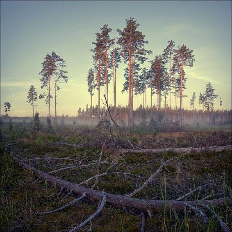 Цветная квадратная утренняя картинка с соснами и корягами на вырубке за Григоровоphoto preview