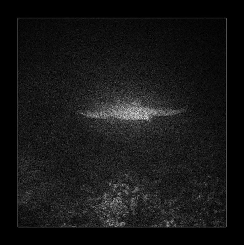 Акулаphoto preview