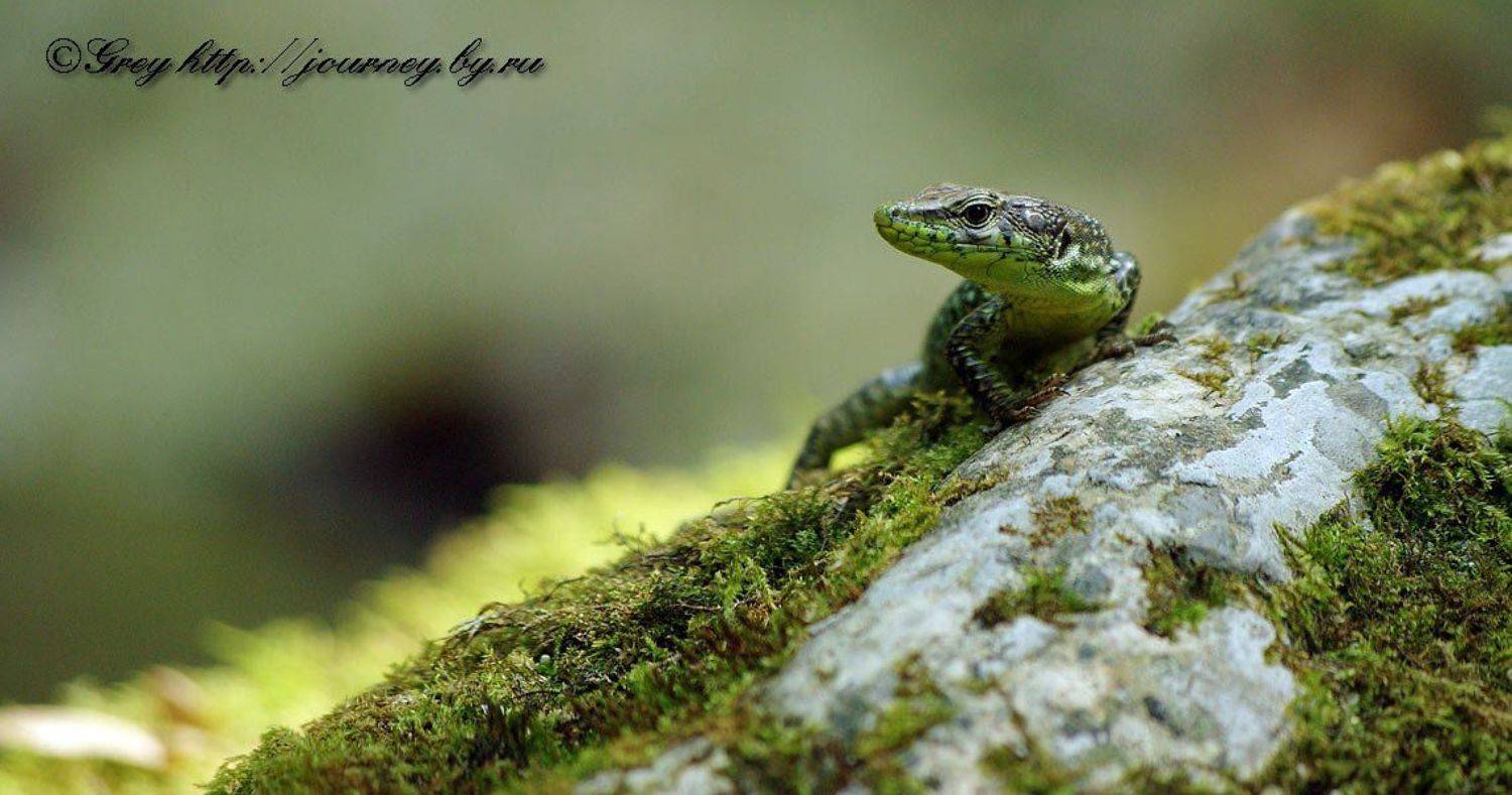 макро,ящерица, Сергей Павлов