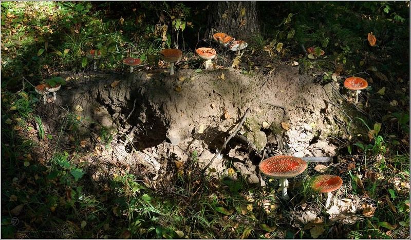 Ведьмины кругиphoto preview