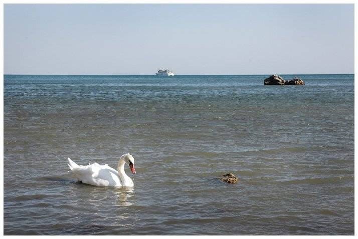 Морская птица. Автор: Юлия Чекмарева , Юлия Чекмарева