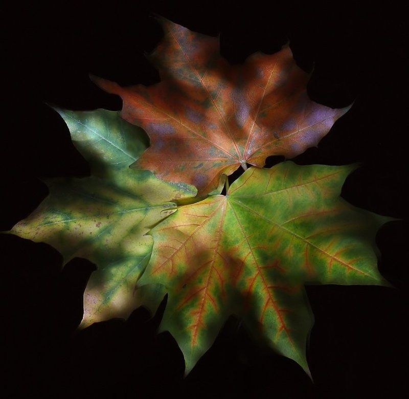 Палитра осени фото превью