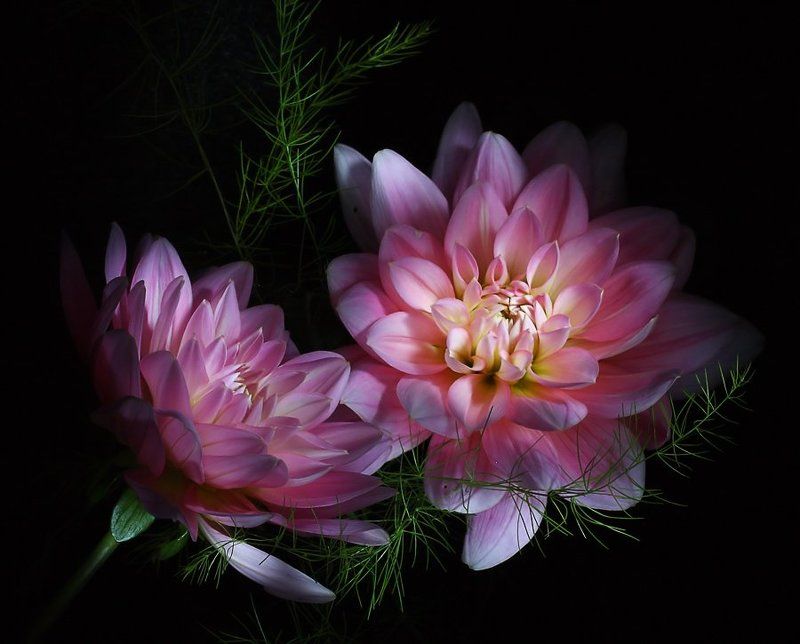 Восхищение фото превью