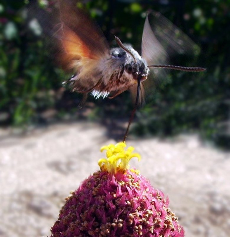 бражник Десертphoto preview