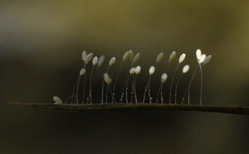 макро,природа,неизвестное на травинке шарики к празднику:)photo preview