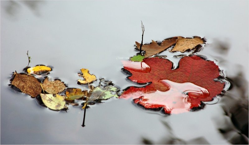 осенние встречиphoto preview