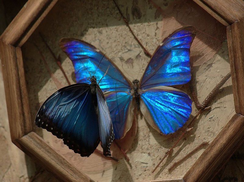 бабочка Живое и мёртвоеphoto preview