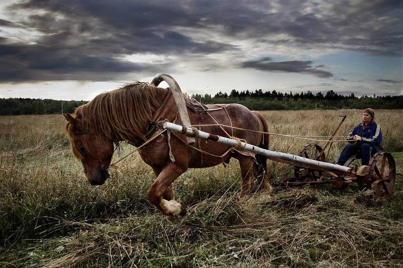 Сенокосphoto preview