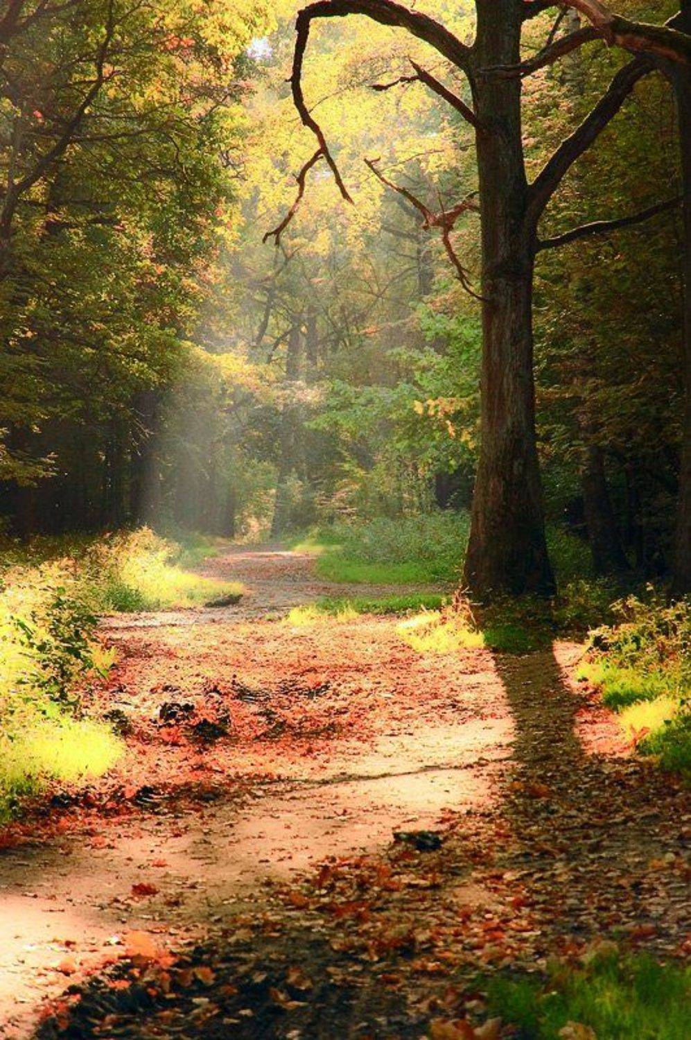 ***. Автор: Ефремов Юрий , Ефремов Юрий