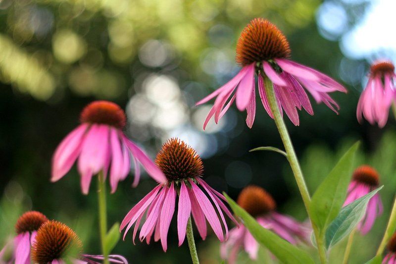 лето В калейдоскопе летаphoto preview