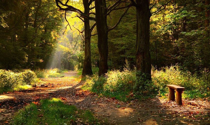 Леснаяphoto preview