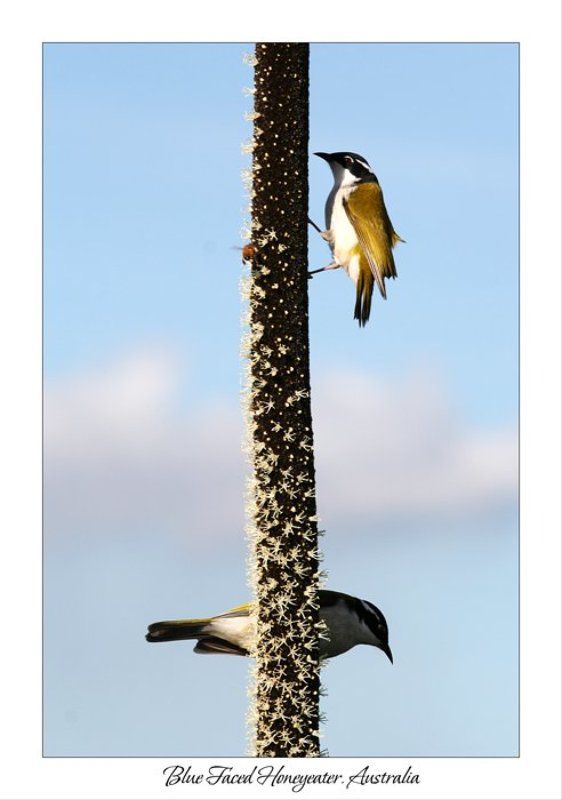 птицы, природа Птичья геометрия фото превью