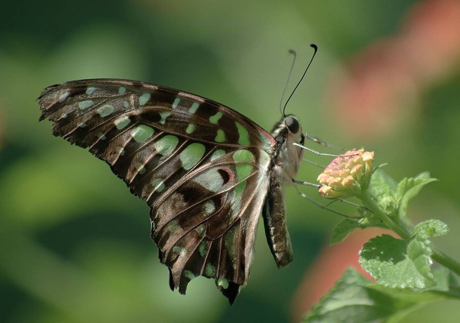 Бабочка. Автор: Солодухин Виктор бабочка, Солодухин Виктор
