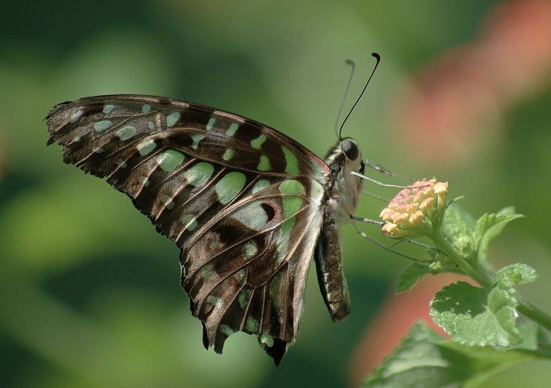 бабочка Бабочкаphoto preview