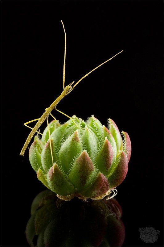 палочник аннамский, макро, новорождённый, молодило Почему я не птица!photo preview