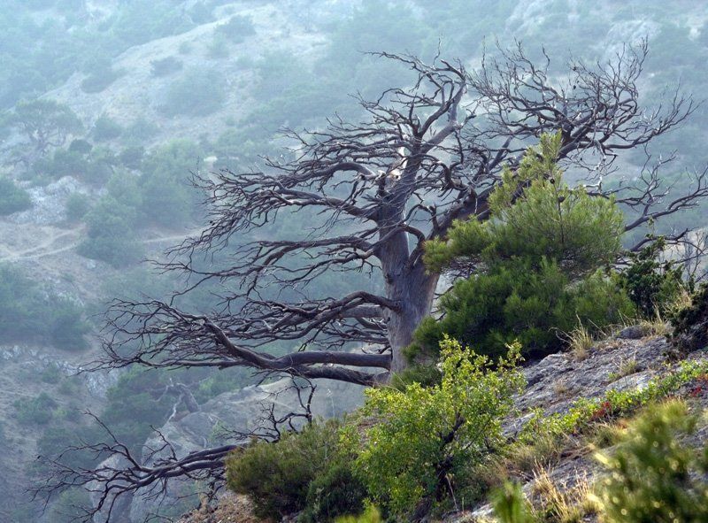 Жизнь после смертиphoto preview