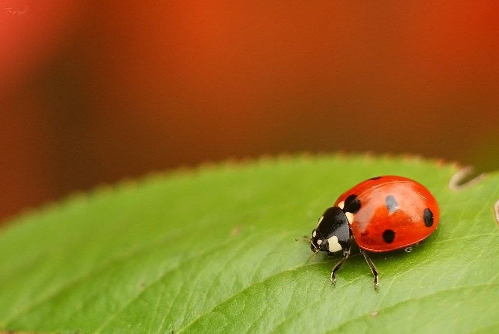 , Владислав.