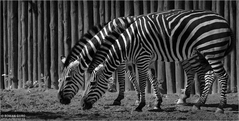 жизнь, полоса, белая, черная Жизнь вдвоем.photo preview