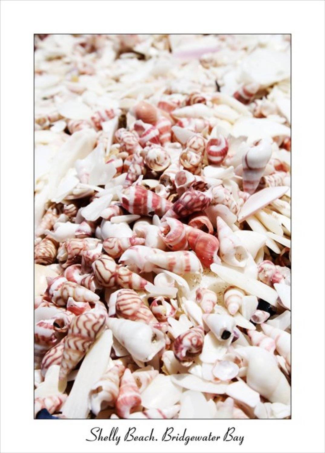 ракушки, Раевская Ольга