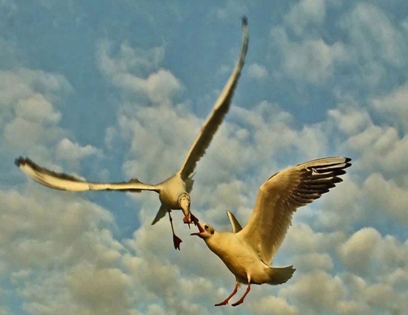 природа, птицы Хлеб войныphoto preview