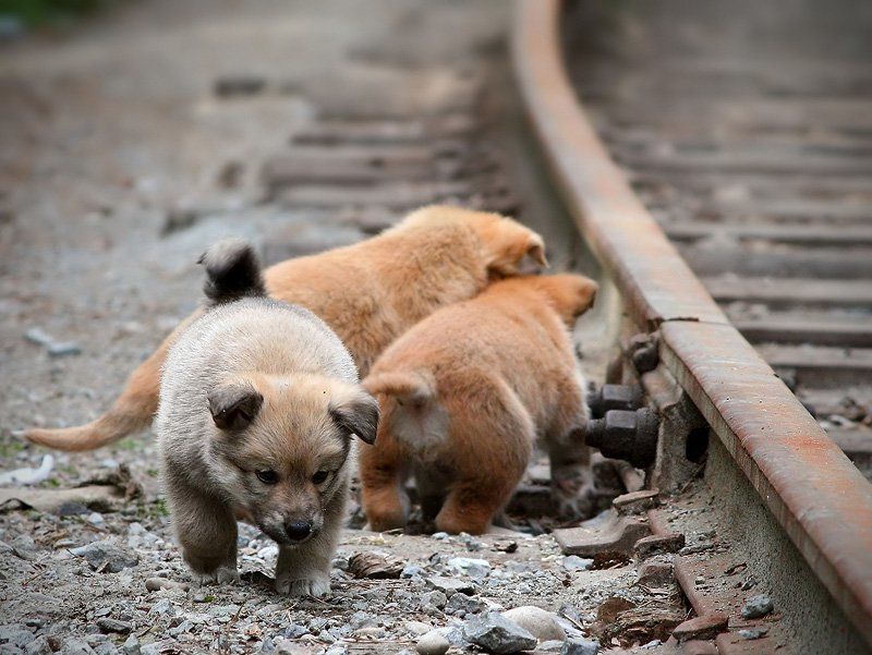 собаки, щенки, бездомные Пряткиphoto preview
