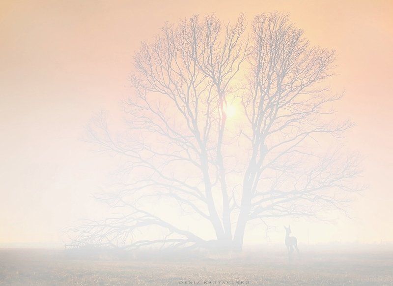 весна, задымленность, закат, олененок, пейзаж When you see soulphoto preview