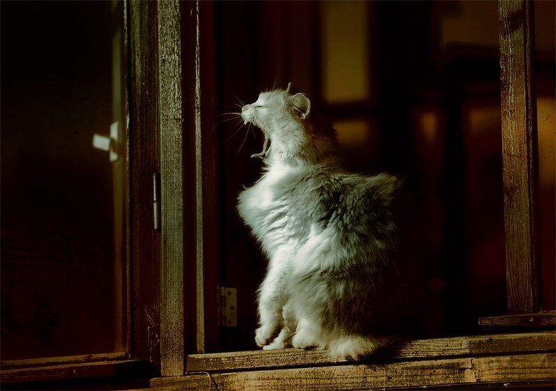 Утренние потягушечкиphoto preview