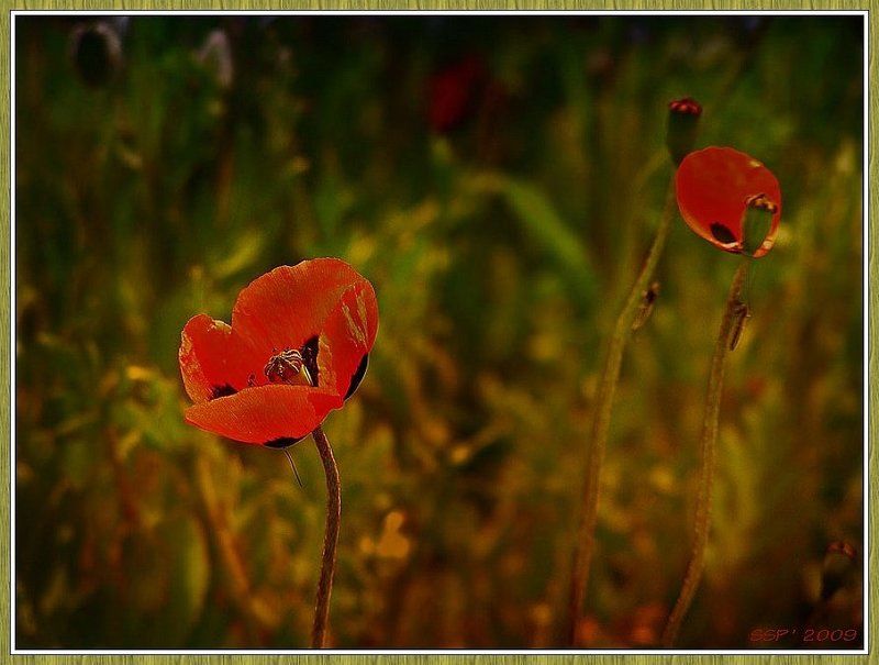 МАКИ...photo preview