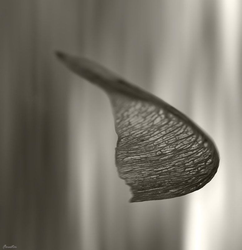 осень Вертолётphoto preview