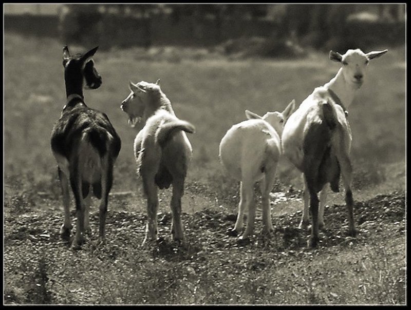 козлики Тусовка фото превью