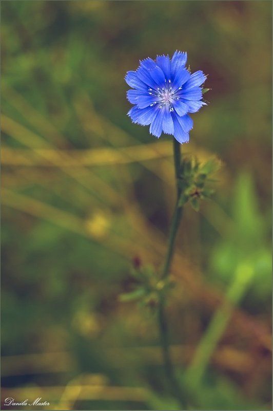 Один...photo preview